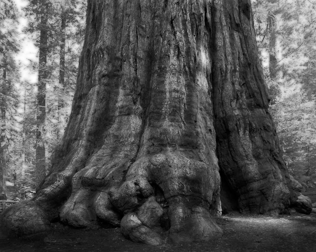 Famous_Photographs_of_Trees_by_Beth_Moon (25)