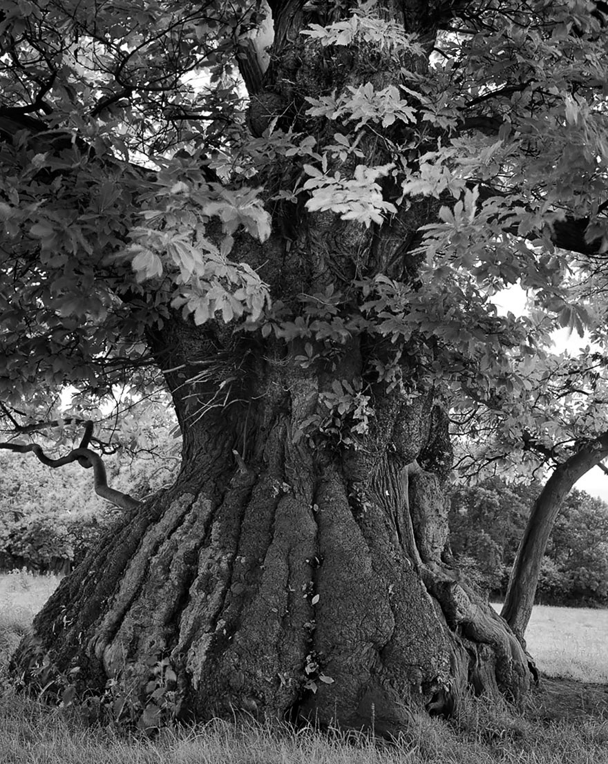 Famous_Photographs_of_Trees_by_Beth_Moon (26)