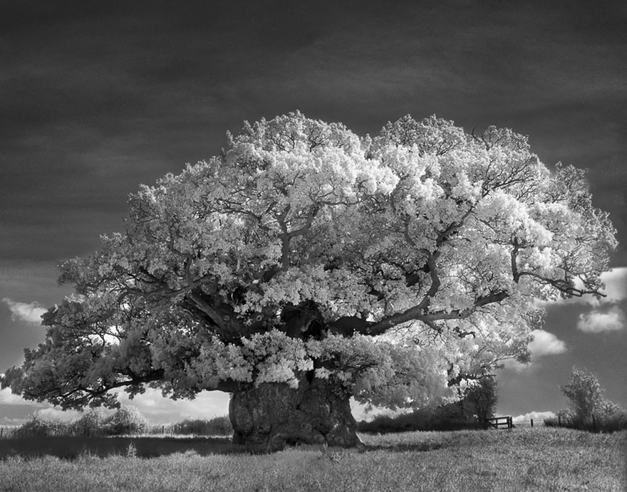 Famous_Photographs_of_Trees_by_Beth_Moon (27)