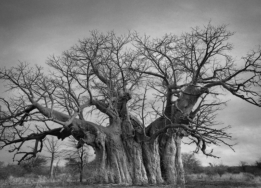 Famous_Photographs_of_Trees_by_Beth_Moon (28)