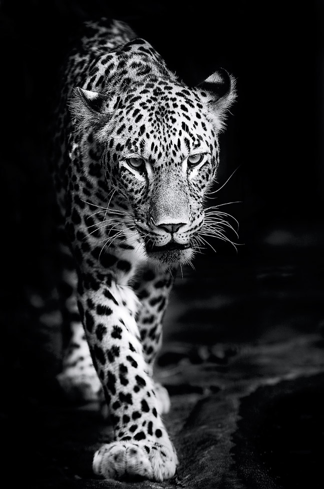 “persian leopard” by pixelmac