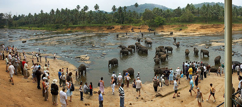 Pinnawala Elephant Orphanage_3