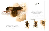 Art Illustrator