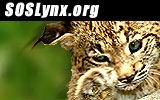 SOS Iberian Lynx