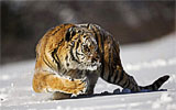 Süha Derbent | Wildlife Photographer