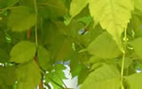 Laszlo Tandi's Photos