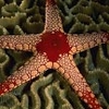 Avatar 486