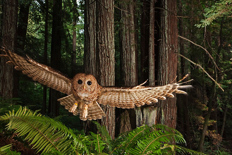 Michael Nichols - National Geographic Wildlife Photographer