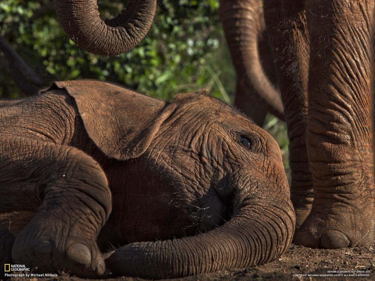 wildlife-photography-by-national-geographic-wildlife-photographers