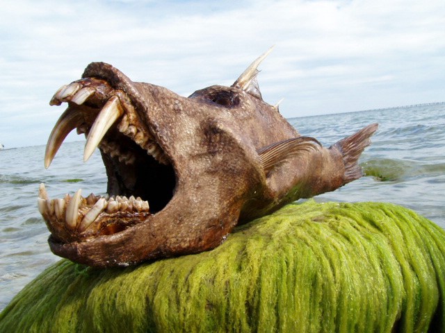 The Mermaids of Juan Cabana
