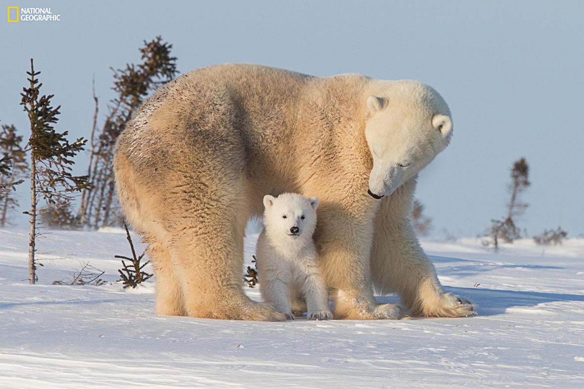 Wildlife Photography by National Geographic Wildlife Photographers