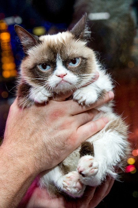 Grumpy cat