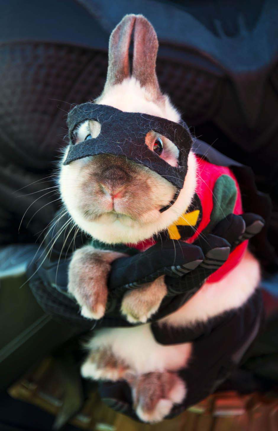 Halloween pets costume (1)