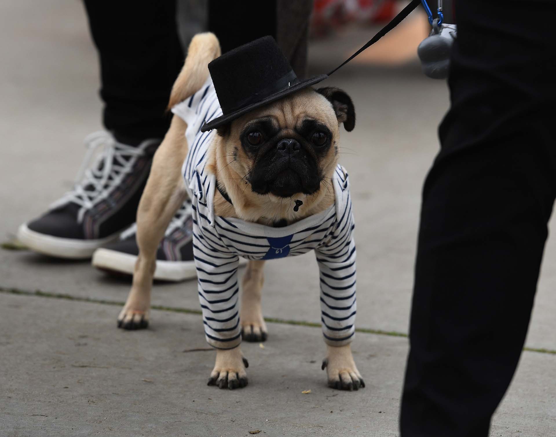 HALLOWEEN-ANIMAL-PETS