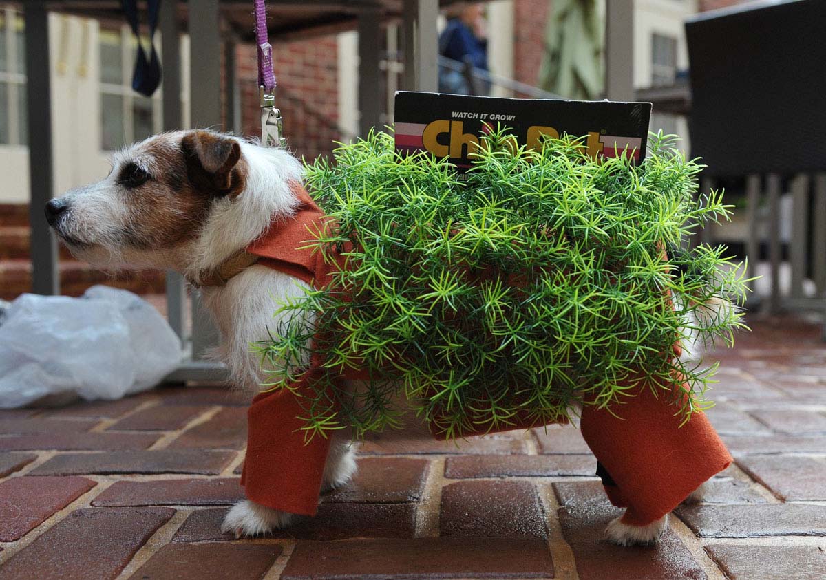Bubbles the Jack Russell Terrier is dressed as a chia pet plant during the "Doggie Howl-o-ween Costume Contest" 