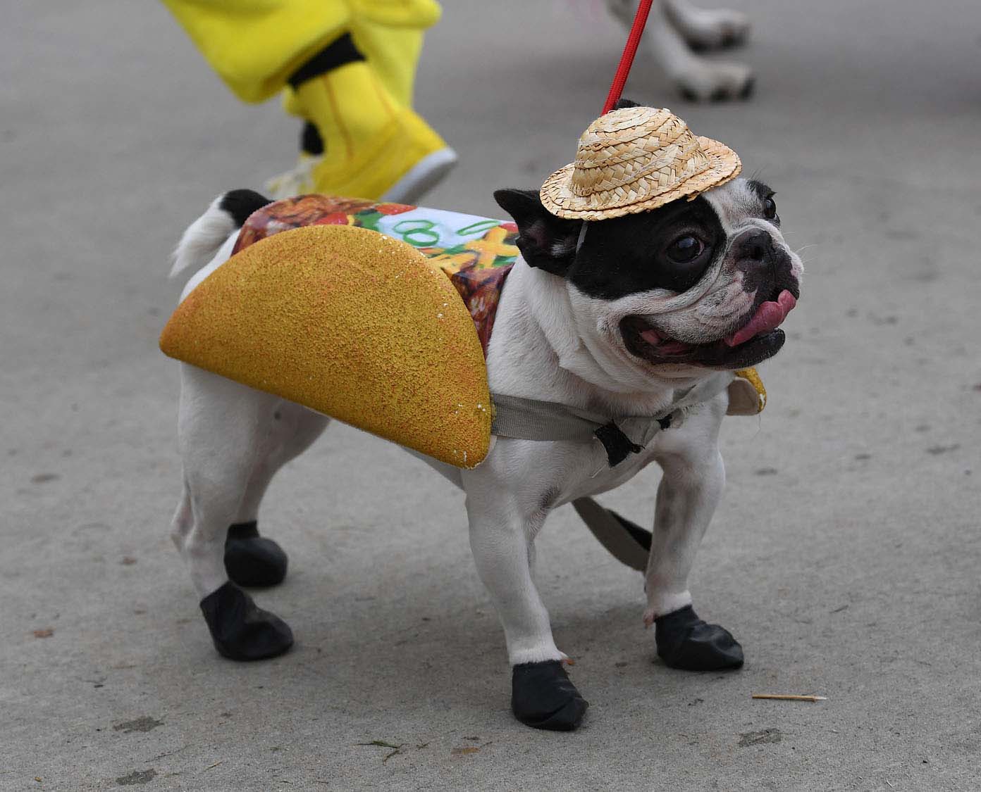 Dogs dressed in Halloween costumes are displayed during the annual Haute Dog Howl'oween parade in Long Beach