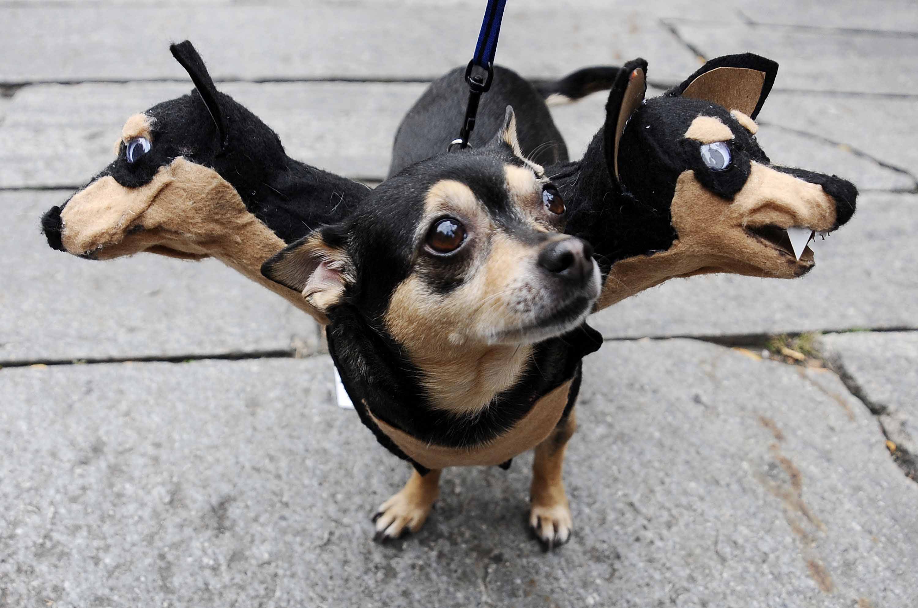 "howl-oween," a dog costume contest