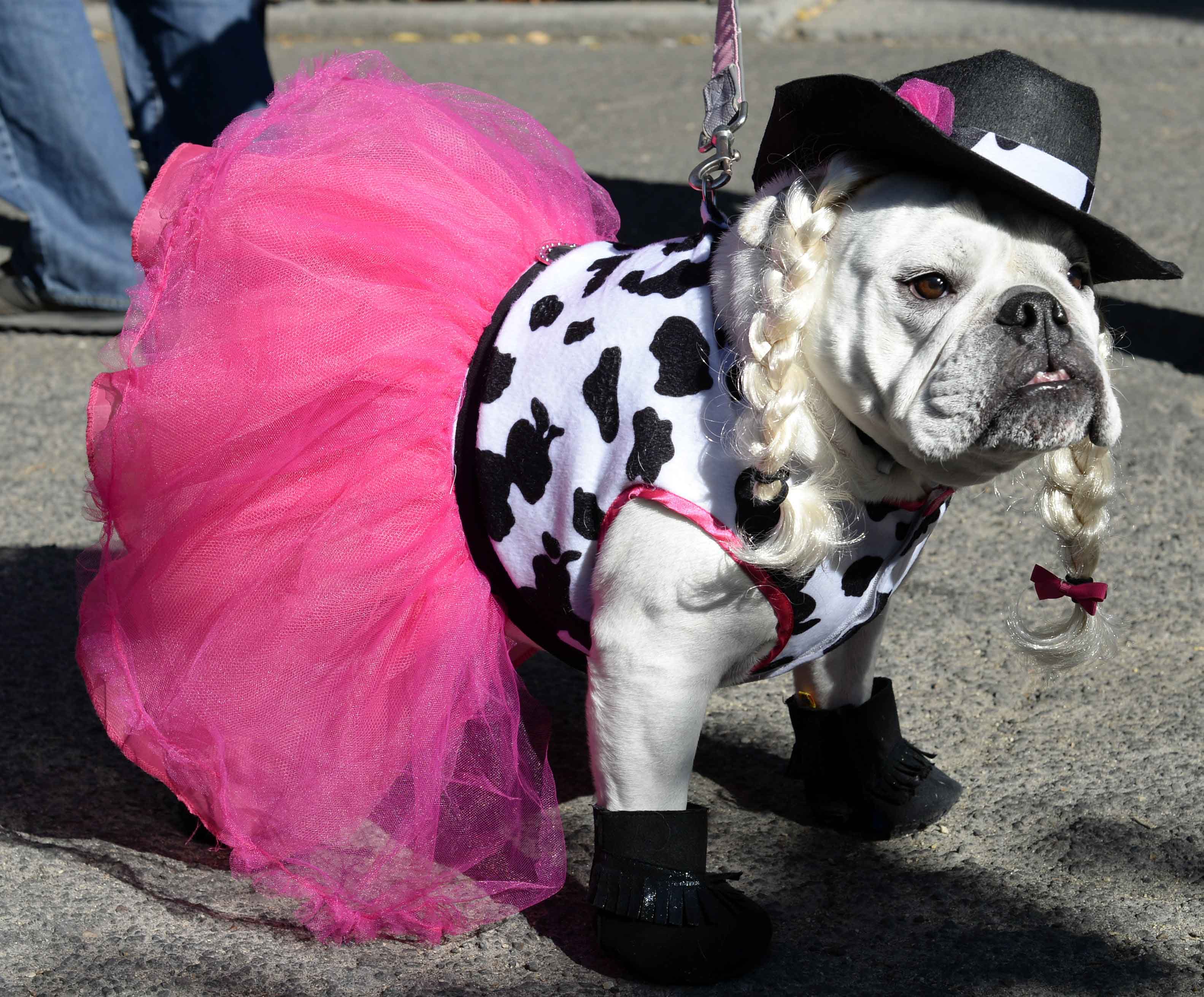 Halloween pets costume _dog