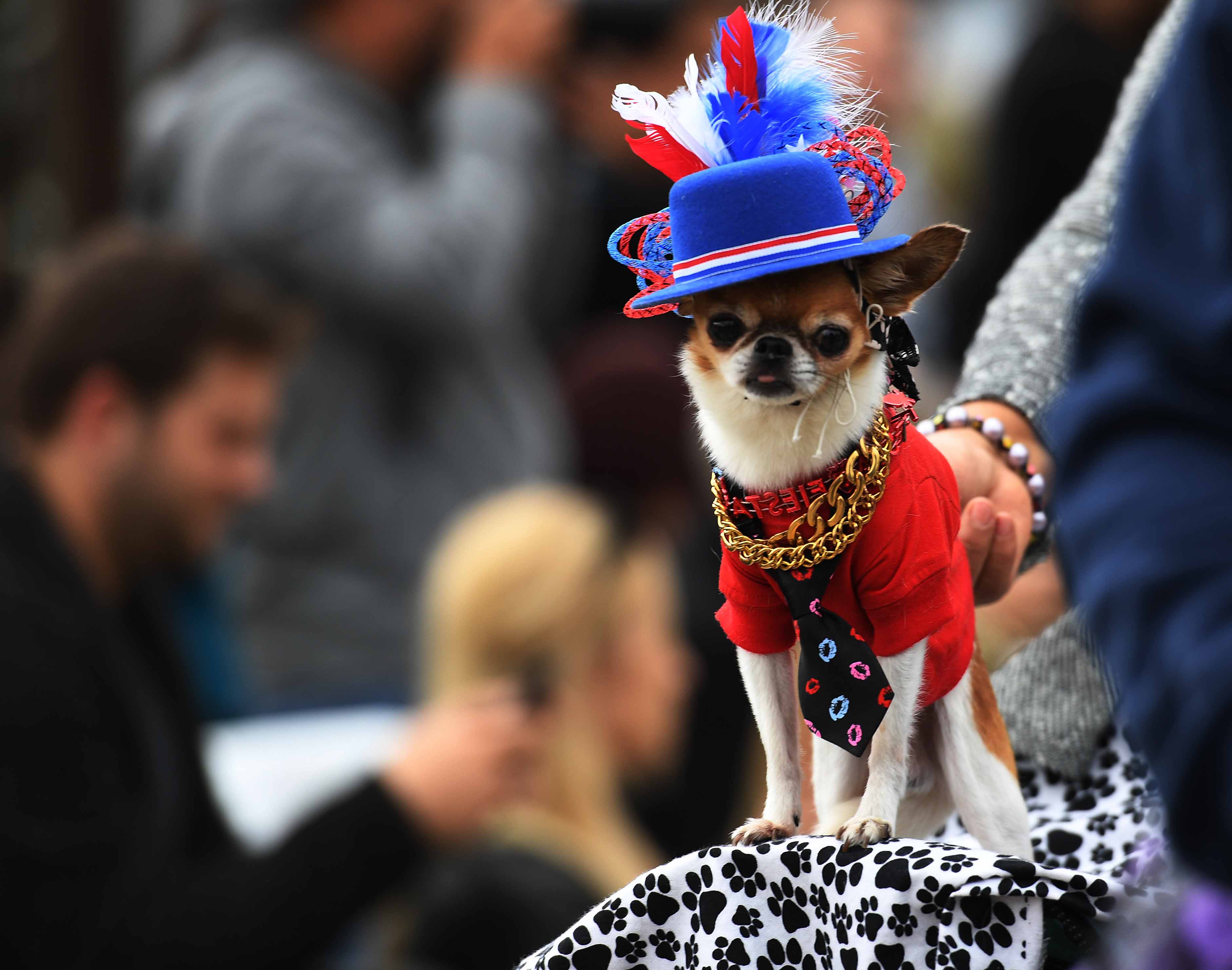 Dogs dressed in Halloween costumes 