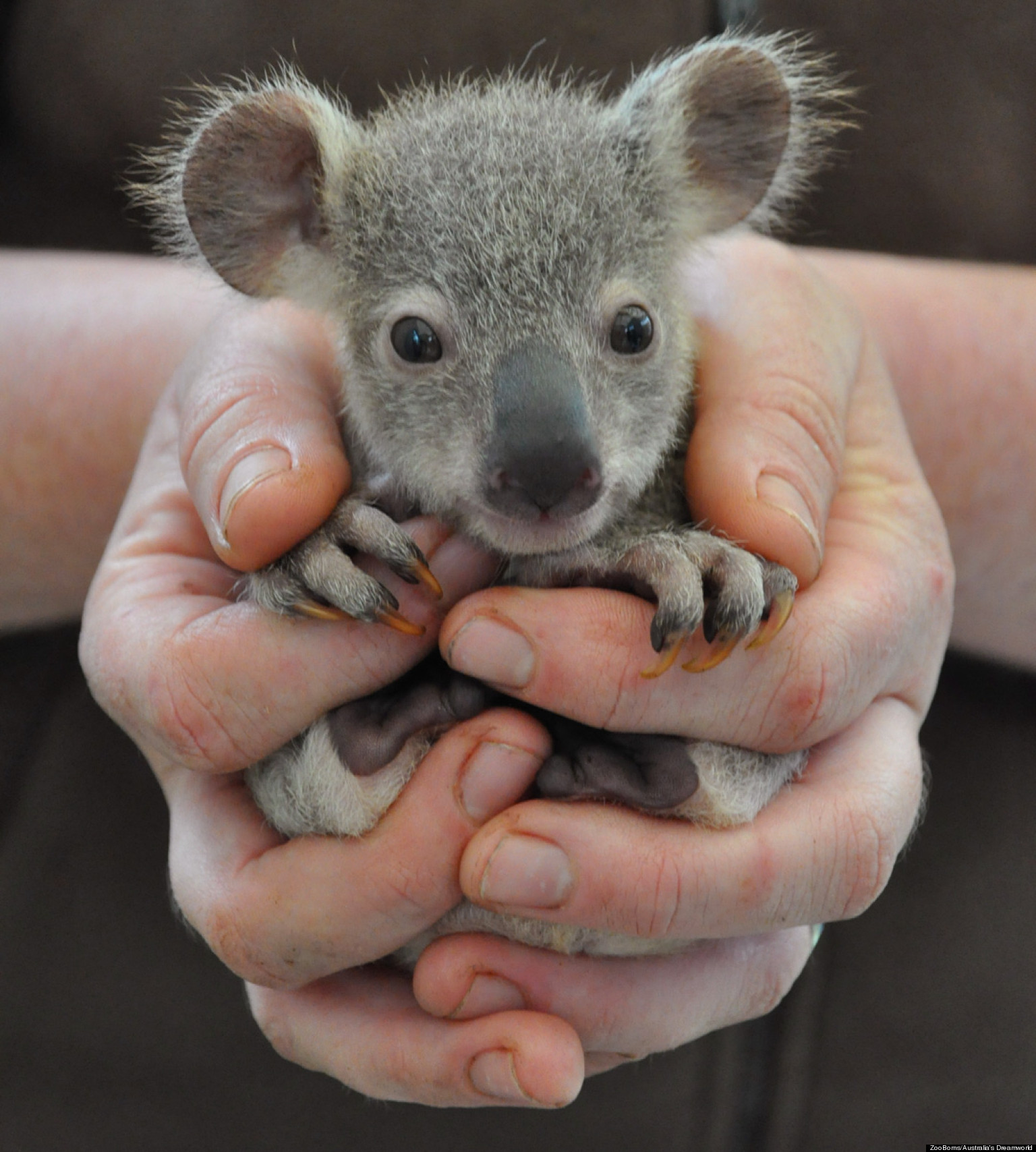 Cute-Tiny-Animal-Pictures-baby animals