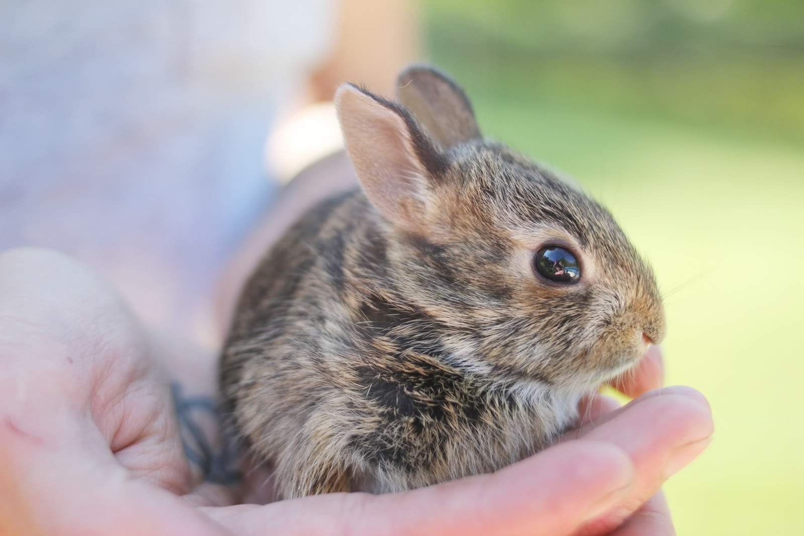 Photos of Baby Animals 