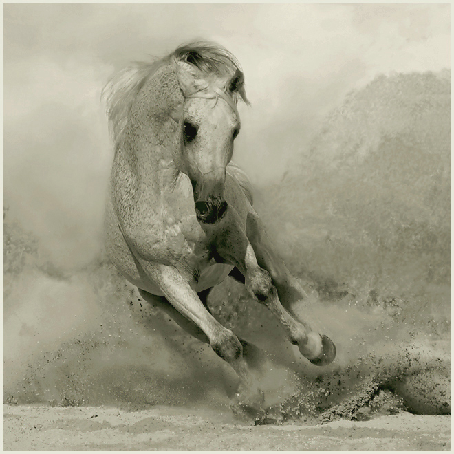 The-beauty-and-grace-of-horses-in-the-photos-by-Wojtek-Kwiatkowski-04ss