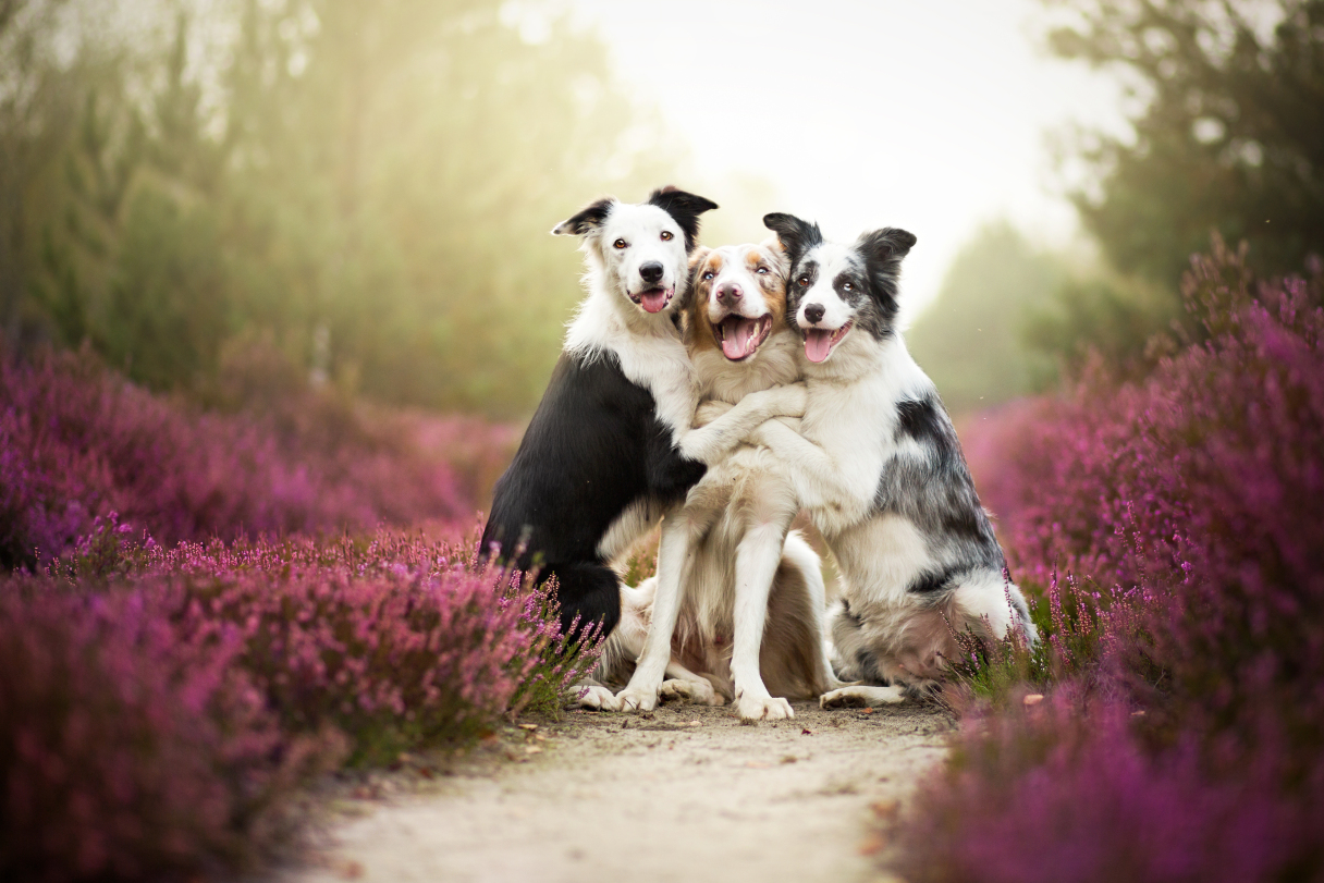 Dog Portraits Photography by Alicja Zmysłowska (4)