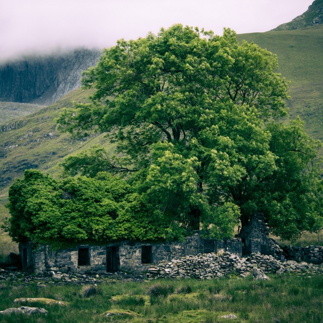 Wales. Abandoned_place_The tree sprouts through ancient ruins.