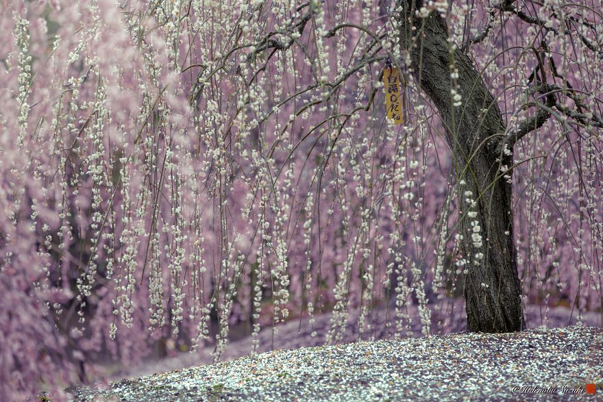 Japanese cherry blossom trees