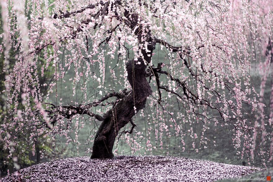 flowering cherry tree 