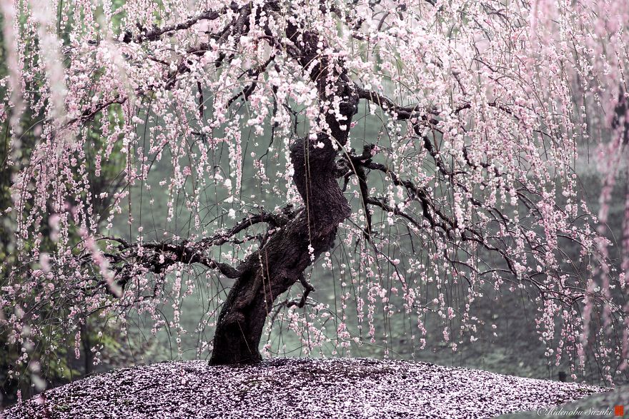 flowering cherry tree