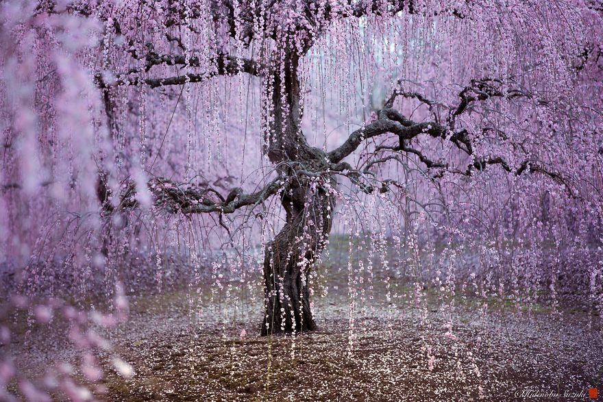 japanese blossom tree