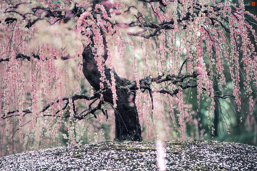 sakura tree
