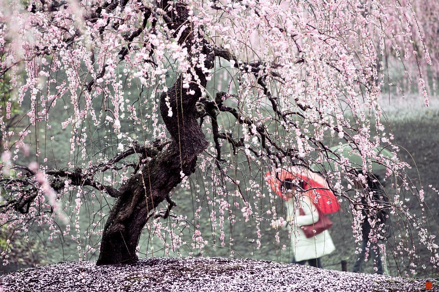 Blooming Sakura by Hidenobu Suzuki (14)