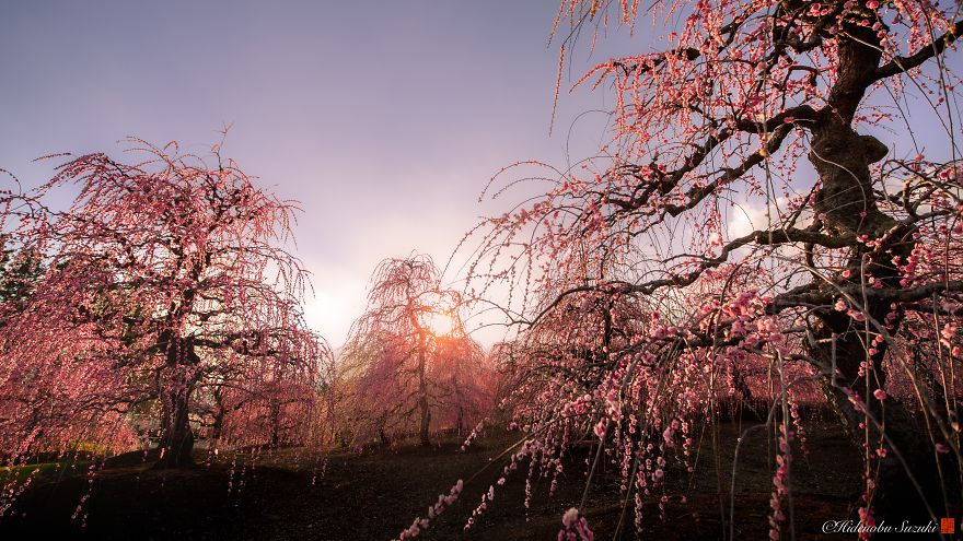 cherry blossom tree
