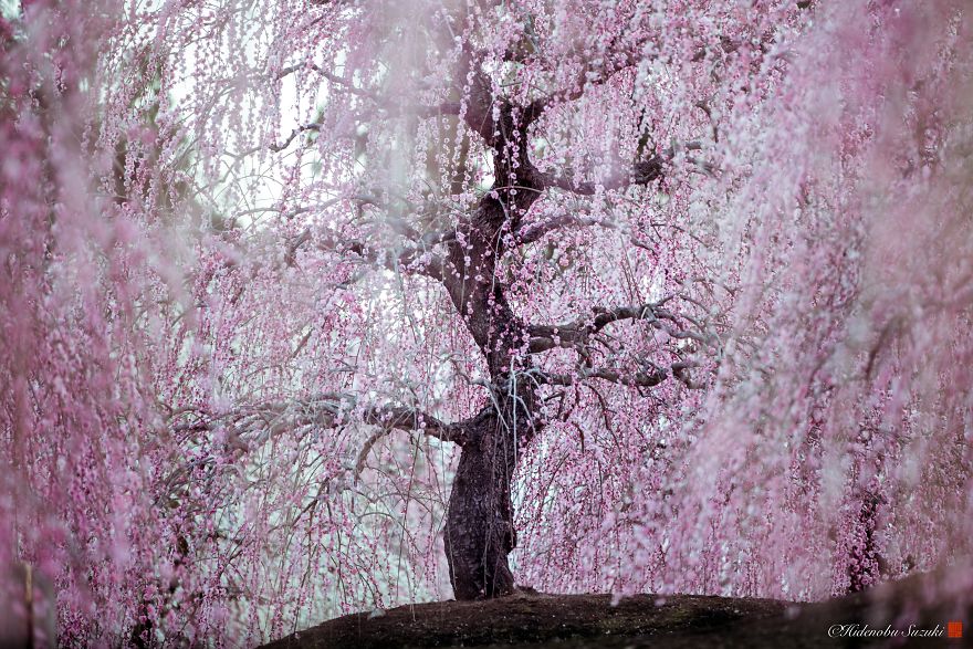 sakura