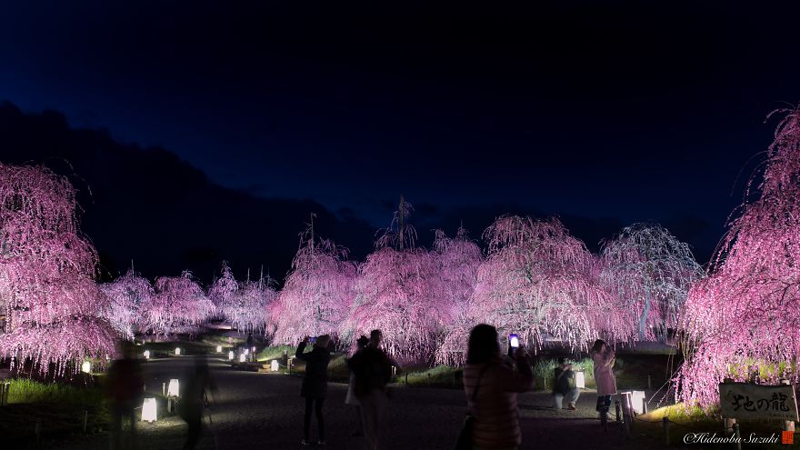 japanese cherry blossom