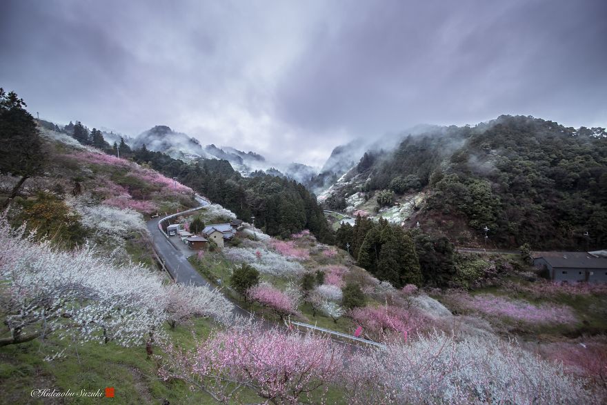 Sakura blooming Photography by Hidenobu Suzuki