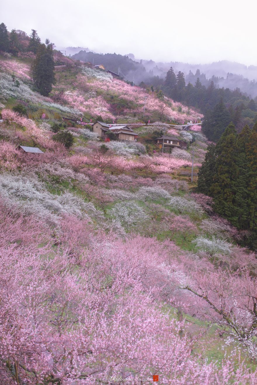 japanese cherry blossom tree