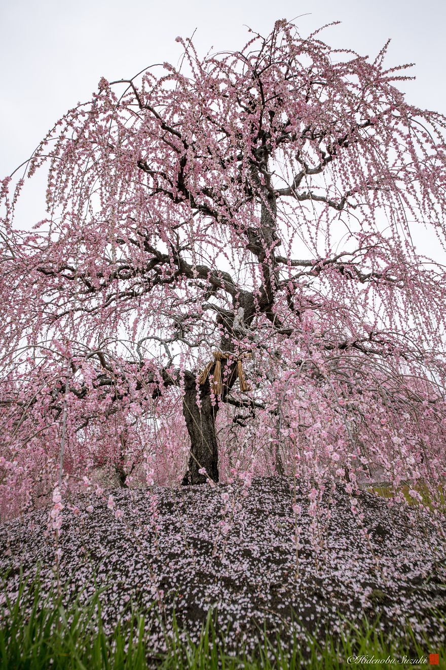 cherry blossom