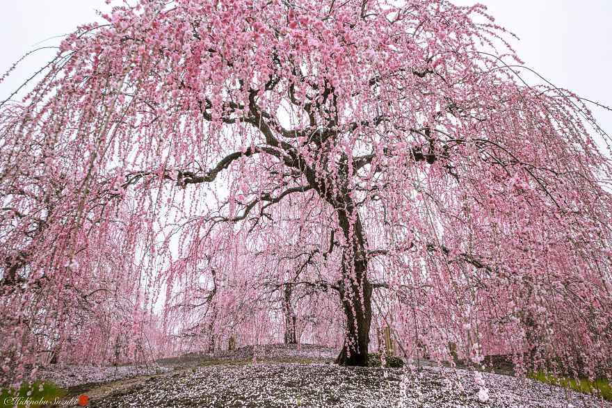 Sakura bloom Photography by Hidenobu Suzuki