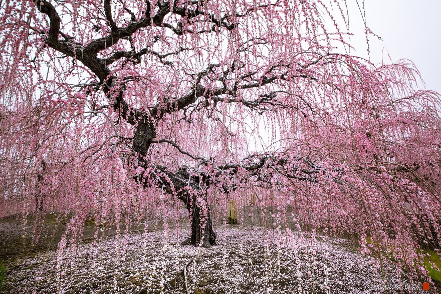 japanese cherry tree