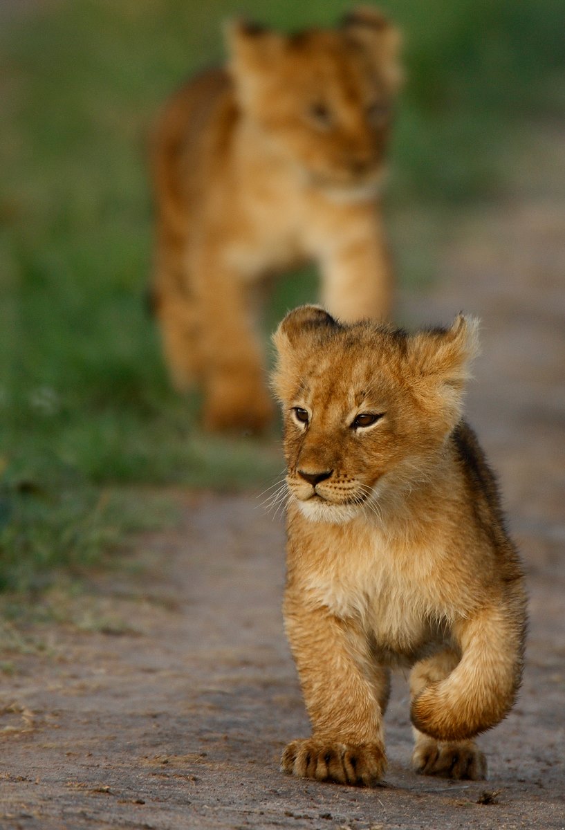 al thani lion