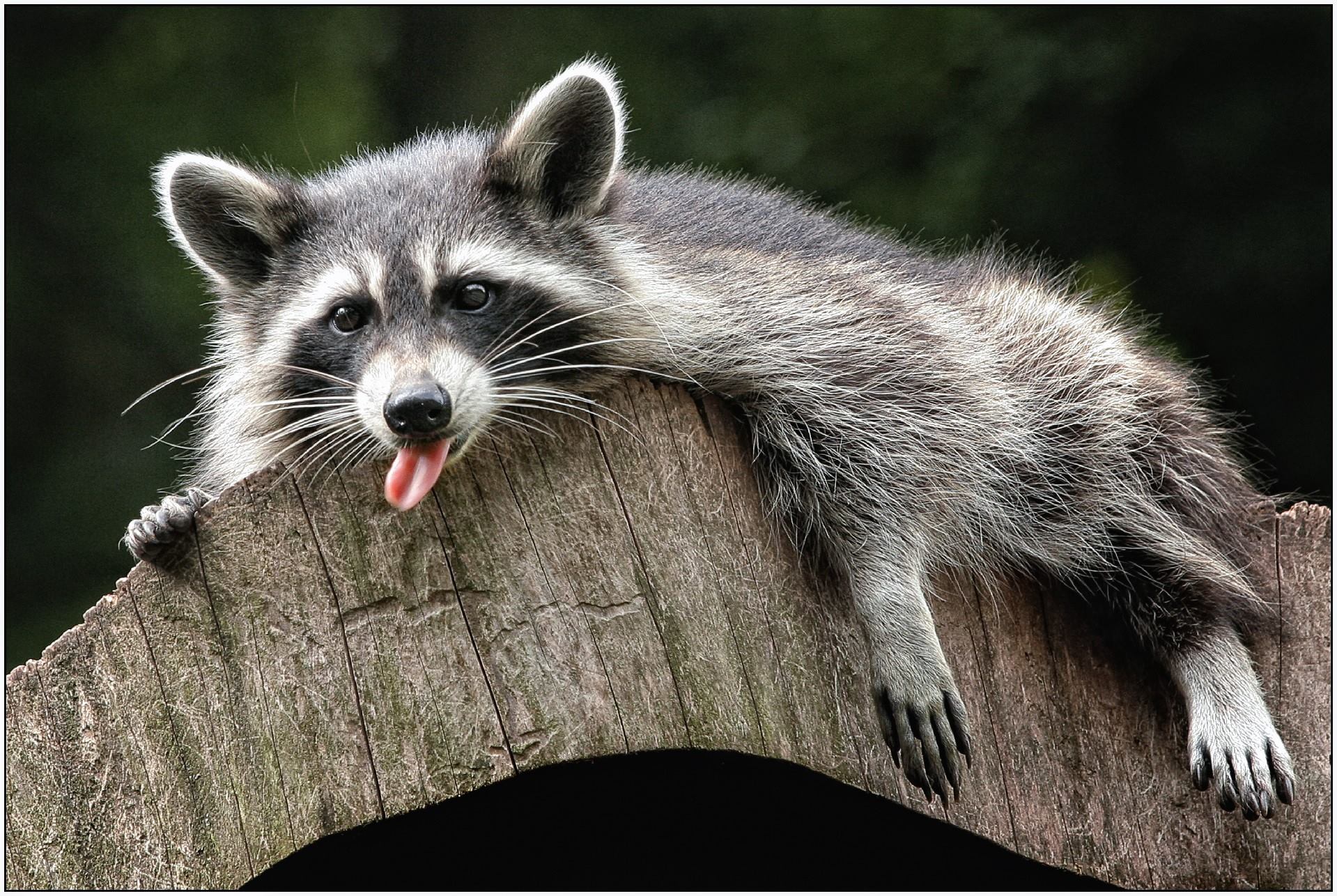 photography awards, raccoon