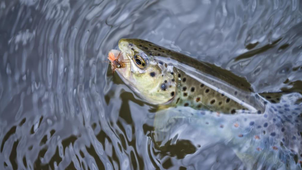 Fly fishing Trout