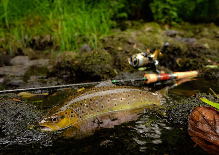 Wild Brown Trout