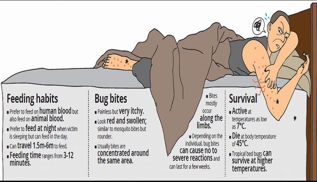 How an Infestation Can Impact You