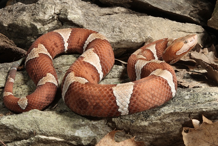 Copperhead-Snake