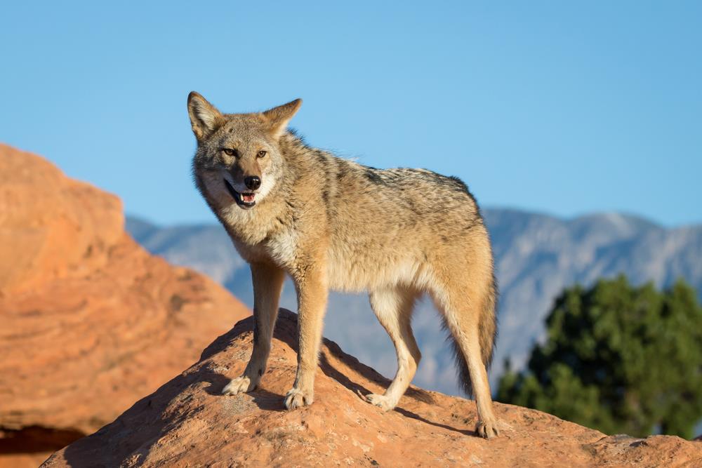 Coyote