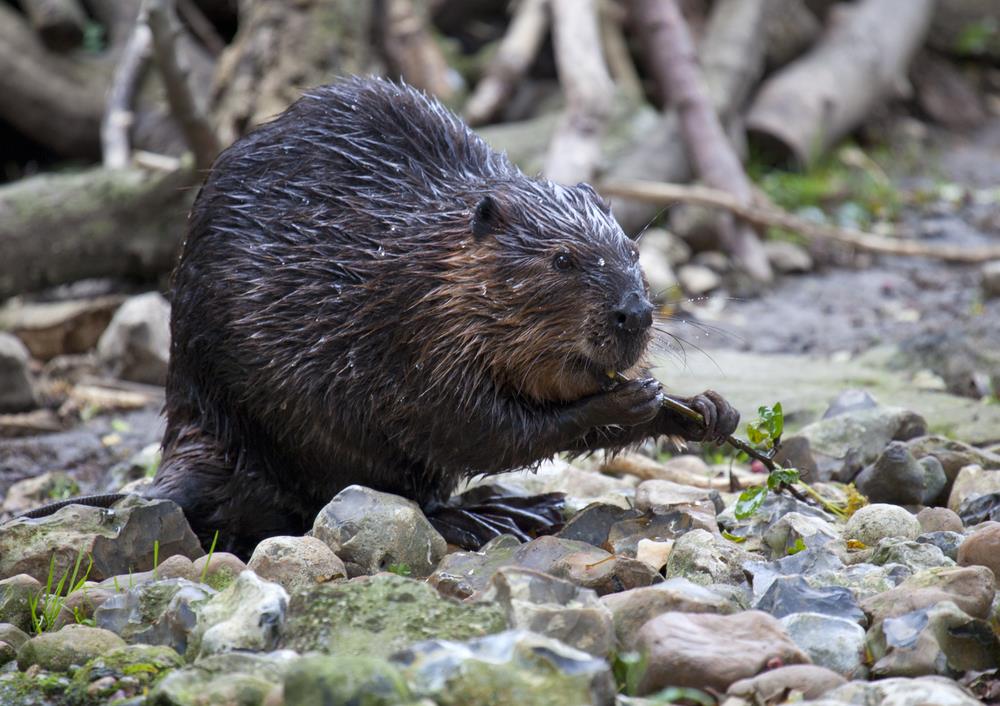 North American Beaver